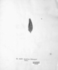 Aecidium melampyri image